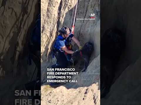 Firefighters rescue dog from cliff in San Francisco
