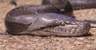 DeSantis pide más fondos para controlar invasión de pitones en los Everglades