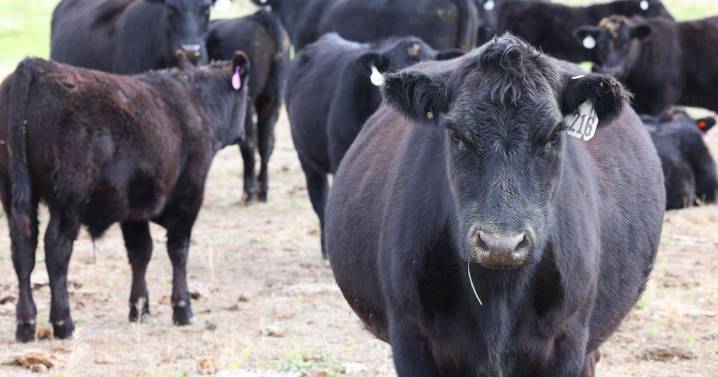 'We’re at an inflection point': Development in the face of the Bitterroot's shrinking ag lands