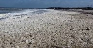 Algal bloom updates: $102.5 million plan to manage algal bloom in the summer