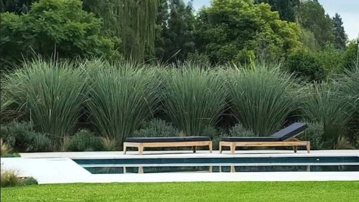 Ni ficus ni palmera: la planta de jardín perfecta para evitar que espíen los vecinos