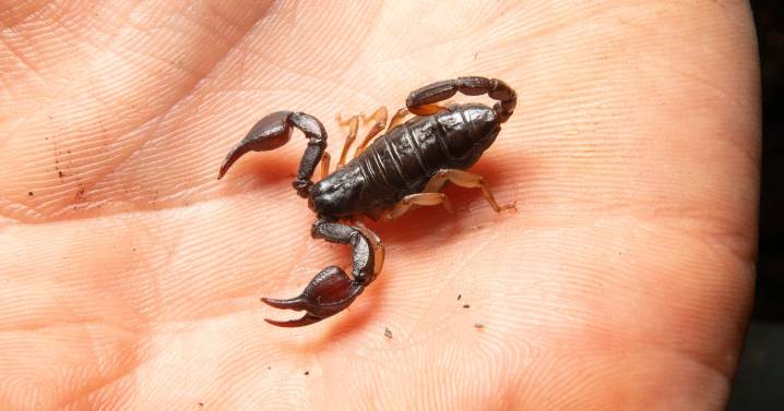 Scorpion-topped Potato Patch fries? Kennywood to host spine