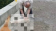 Un perro fue encontrado ahorcado con alambre en puente del sector Los Zagales en Manizales