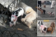 Piglet plays off-leash with pups at popular NYC dog park -