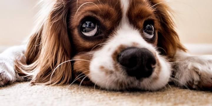 Applications for Sac City Bark Park’s ‘Honorary Mayor’ are open