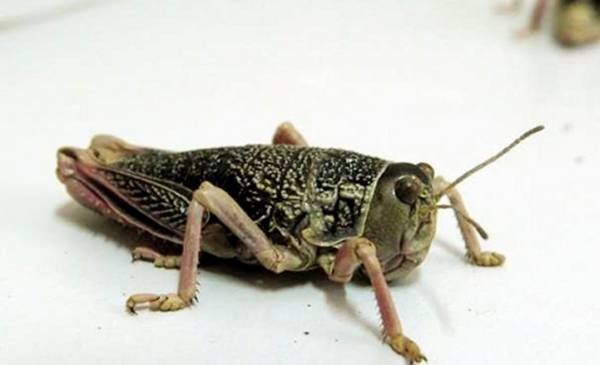 Chubut en alerta por la detección de focos de la plaga Tucura sapo