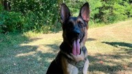 Final feliz: un perro policía localizó y salvó a dos niños desaparecidos en un…