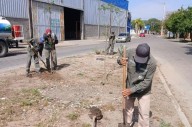 La Municipalidad inició la plantación de más de 3300 árboles en el barrio Los Inmigrantes