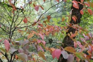 State, county partners keeping Smokies open through October amid government shutdown