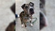 14-Year-Old Pittie Waits In Pennsylvania Shelter ‘All Dressed Up’ With No One To Take Him Home