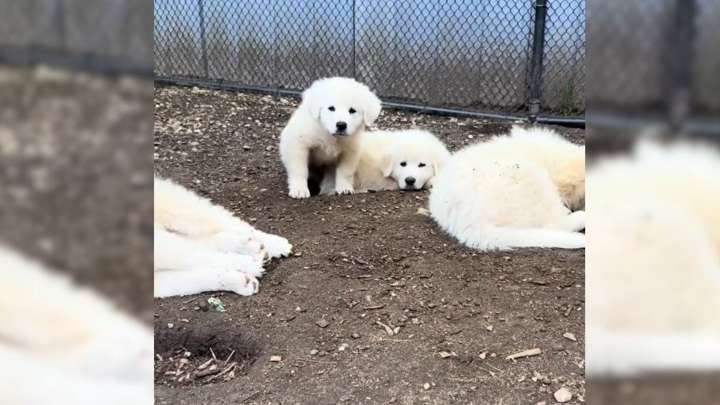 Tennessee Pup Leaves Her Babies At A Neighbor’s Door, And The Reason Why Will Break Your Heart