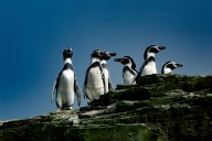 Pingüino de Humboldt en peligro de extinción: El 80% de la población mundial de esta especie habita en Chile