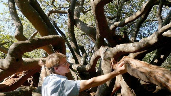 Plantó cientos de árboles para delimitar una frontera: tiene más de 300 años y es un símbolo de colonización