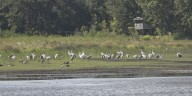 LWF encourages Louisiana to go Lights Out