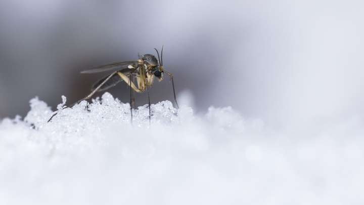 Encontraron mosquitos en Islandia por primera vez en su territorio a causa del calentamiento global