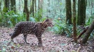 Un estudio del Conicet revela estabilidad en la población de ocelotes en Misiones tras 14 años de monitoreo