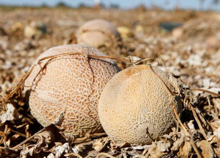 This fresh fruit has been recalled for potential contamination