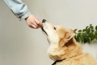 31 salmonella infections in Canada linked to dog treats; cases likely higher