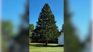 A majestic Norway spruce from upstate New York chosen as Rockefeller Center Christmas Tree