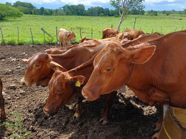 Detectan 71 nuevos casos de gusano barrenador en 25 municipios de Yucatán