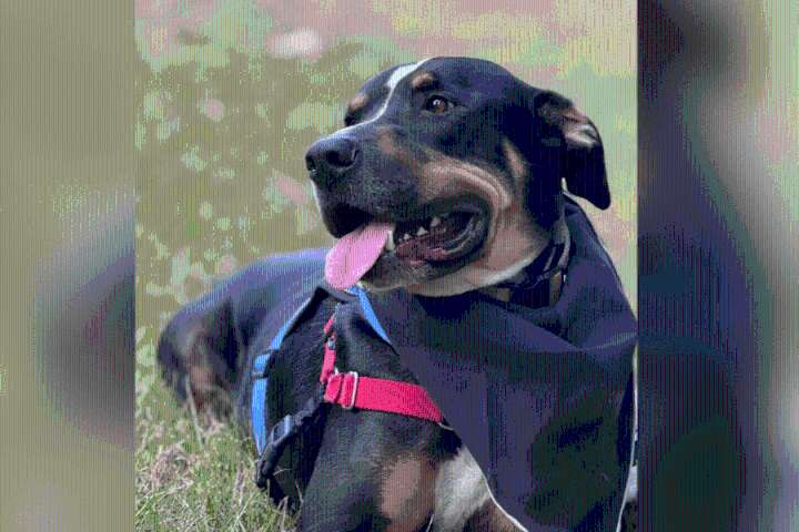 Longview veteran gifted with service dog through Rusk County Pets Alive's program