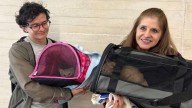 ¡12 adoptados! En Bogotá, 8 perros y cuatro gatos encontraron familia