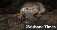 Game on in the fight to ban Queensland platypus ‘death traps’