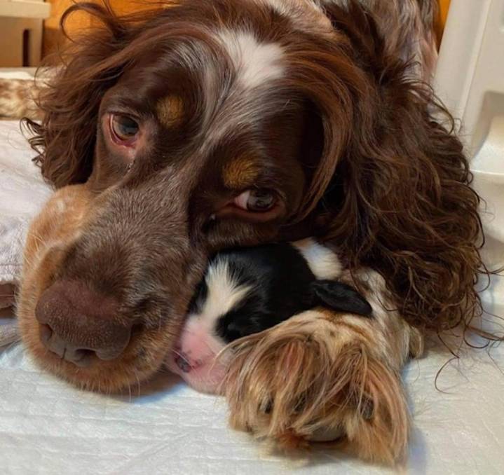 The Heartbreaking Story Of Muddy Creek Springers' Loss
