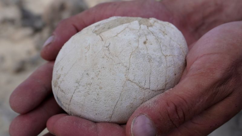 Científicos descubren un huevo de dinosaurio en la Patagonia