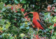 Cuts to U.S. Geological Survey division to affect Hawaii research
