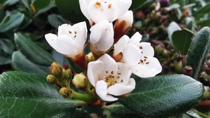 La planta elegante que es perfecta para cubrir paredes, sobrevive al sol, al viento y al olvido