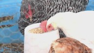 Grant County Health District reports first case of avian flu found in commercial poultry