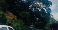Hoy 27 de octubre hay cierre de vía en Pereira por intervención a árbol que amenaza con desprenderse