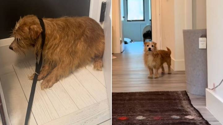 New York Canine Rescued From Hoarding Scenario With 100 Other Dogs Undergoes Remarkable Makeover