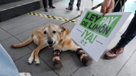 Ley Pay de Limón: perrito víctima de maltrato encabeza iniciativa para endurecer sanciones
