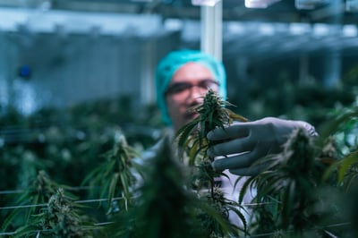 Why Investors Were Fired Up About Tilray Stock Today