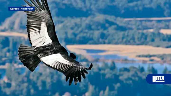 Buscan crear nuevo clan de cóndor de California