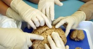 How you can slow the speed at which your brain ages