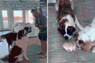 Saint Bernard Siblings Get 2lb Chihuahua Puppy—Their Reaction Melts Hearts