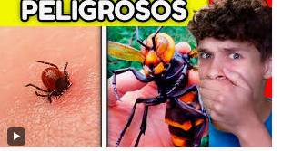 “Estos 5 animales venenosos son considerados los más peligrosos del planeta” menciona especies como la Rana dardo dorada (Phyllobates terribilis) — que tiene suficiente veneno para matar a unas 20 per