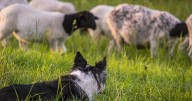 Qué reveló un estudio sobre la hidatidosis en los perros en Patagonia
