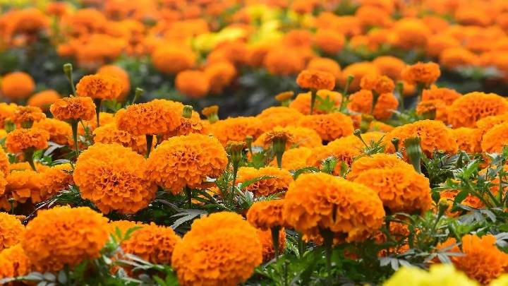 Flores para llevar al panteón el Día de Muertos: estas son las más comunes