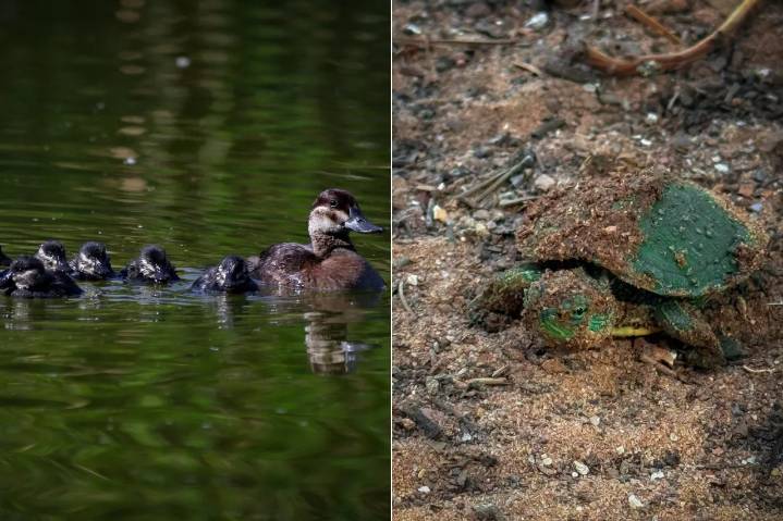 Crece familia del Parque Central: Celebran nacimiento de patos y tortugas