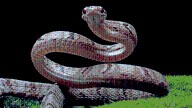UP man claims wife ‘turns into a snake at night and bites him’, seeks protection from DM