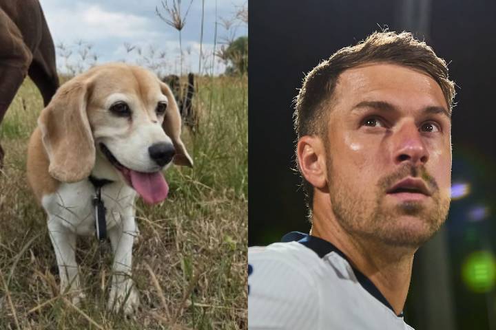 ¿Cuánto es la recompensa por encontrar a Halo? Esto ofrece Aaron Ramsey a quien regrese a su beagle