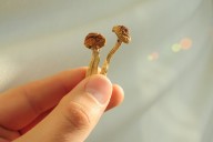 From trips to treatments: how psychedelics could revolutionise anti