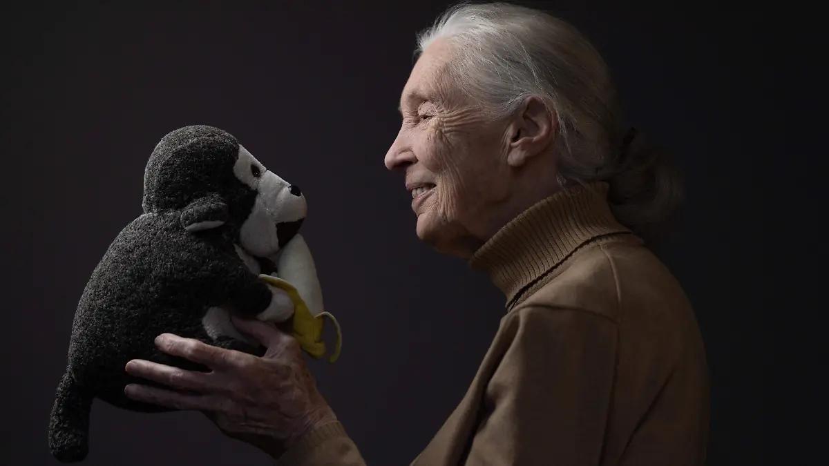 Jane Goodall nos enseñó el sentir de los chimpancés, recuerda experto
