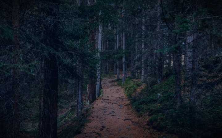 Immersive 'Into the Woods' Stages in Staten Island Forest