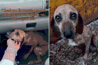Pregnant Senior Dog Found on Road Side but There’s a Heartwarming Twist