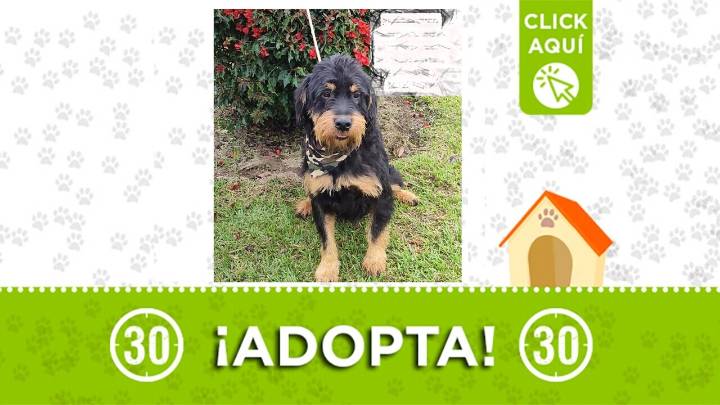 ¡Su corazón late por ti! Barbas solo pide una familia ¿te animas a adoptarlo?